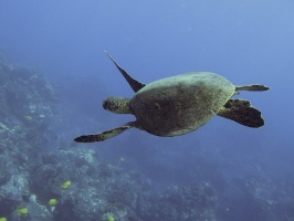 28 Green Sea Turtle IMG 2304